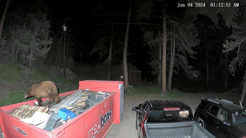 Even the Bears Use Our Elite Dumpster