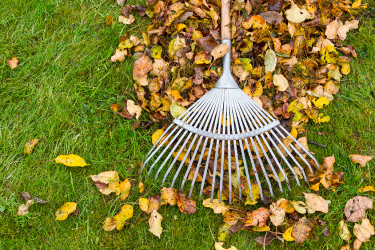 raking fall leaves