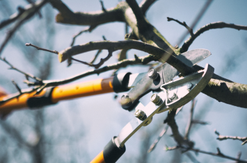 pruning shears