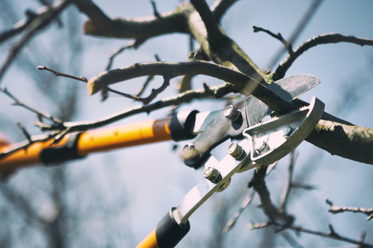 pruning shears